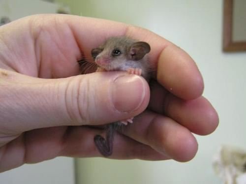 mouse-tiny