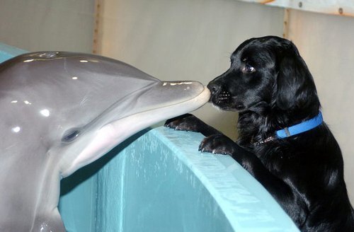 dog&dolphin